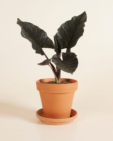 Alocasia Orecchie di Elefante Antoro