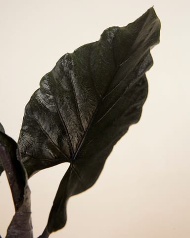 Alocasia Orecchie di Elefante Antoro