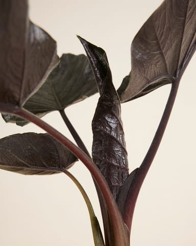 Alocasia Orecchie di Elefante Antoro