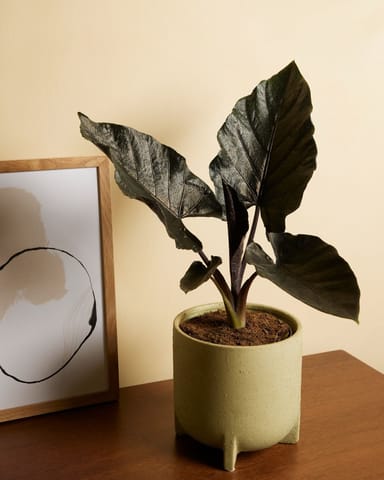 Alocasia Orecchie di Elefante Antoro