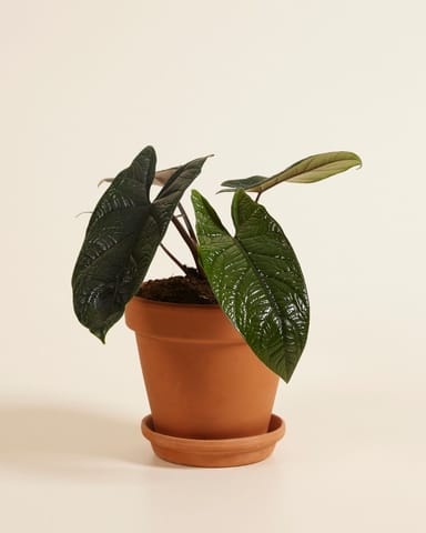 Alocasia Olifantsoor Scalprum