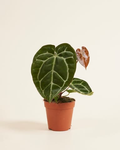 Anthurium Anturio Crystallinum