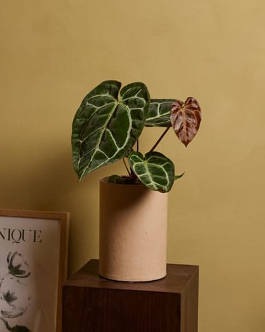Anthurium Anturio Crystallinum