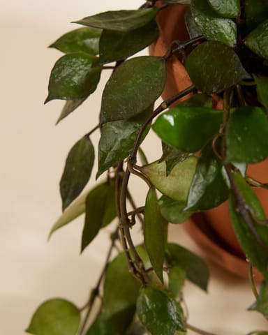 Hoya Kroniana Black
