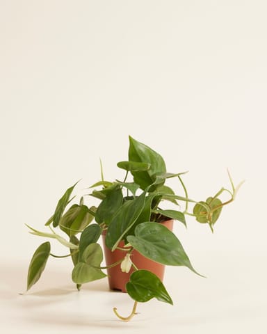 Philodendron Scandens