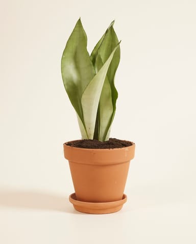 Sansevieria Trifasciata Moonshine Lingua di suocera Snake Plant