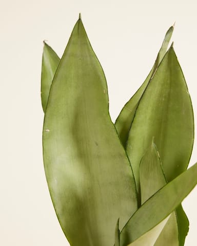 Sansevieria Trifasciata Moonshine Lingua di suocera Snake Plant