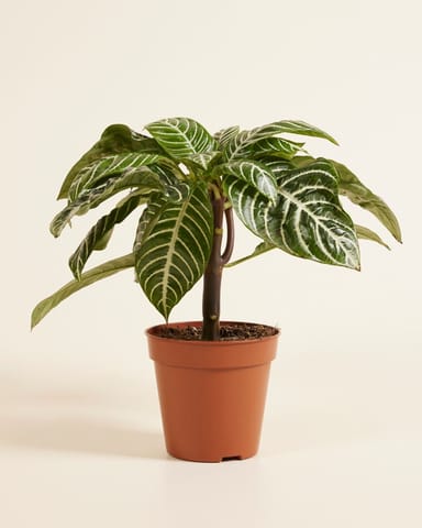 Aphelandra Squarrosa