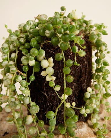 Senecio Rowleyanus Variegated