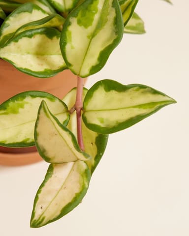 Hoya Carnosa Tricolor