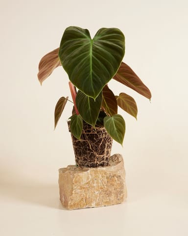 Philodendron El Choco Red
