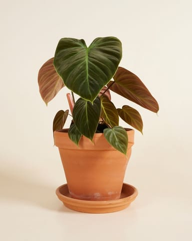 Philodendron El Choco Red