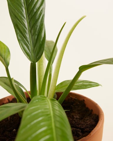 Philodendron Campii
