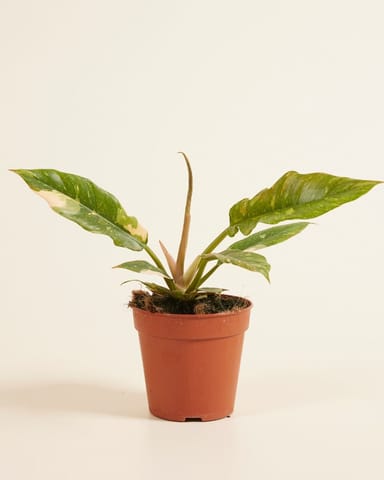 Philodendron Ring of Fire