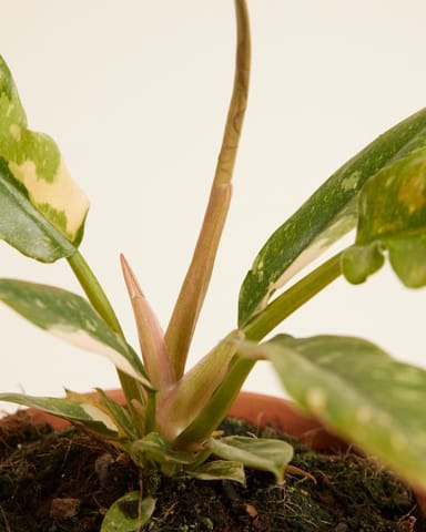 Philodendron Ring of Fire