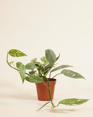Epipremnum Cebu Blue