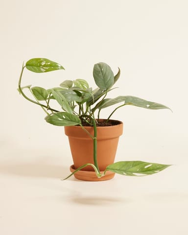Epipremnum Cebu Blue
