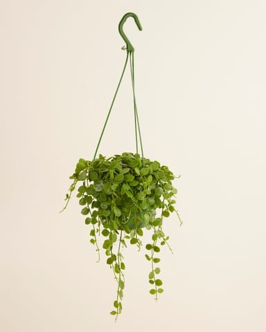 Dischidia Nummularia