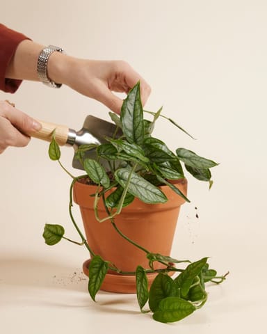 Monstera Plante-gruyère Siltepecana 