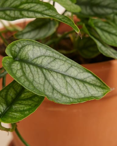 Monstera Plante-gruyère Siltepecana 