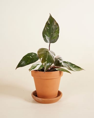 Philodendron Red Anderson