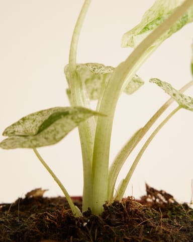 Alocasia Elephant Ears Macrorrhiza Splash