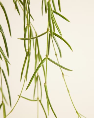 Hoya Fleur de Porcelaine Linearis