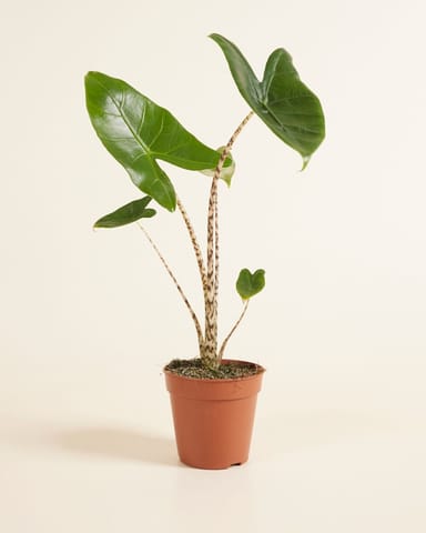 Alocasia Orecchie di Elefante Zebrina