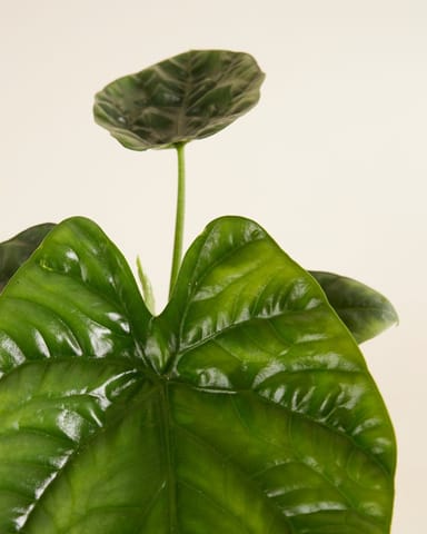 Alocasia Orecchie di Elefante Lukiwan 