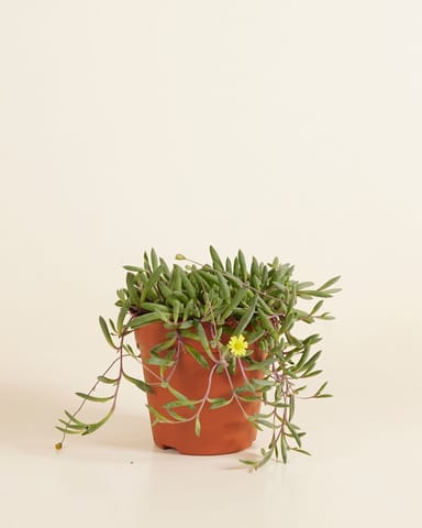 Senecio String of Bananas Herreianus Purple Flush