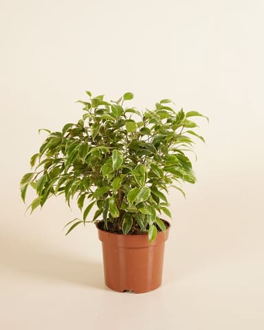 Ficus Weeping Fig Benjamina