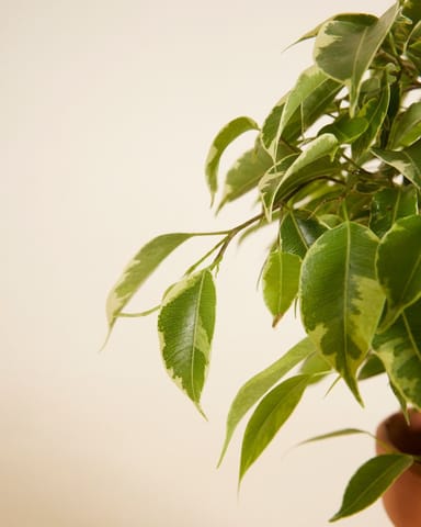 Ficus Weeping Fig Benjamina