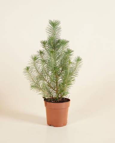 Pinus Pinea Silver Crest