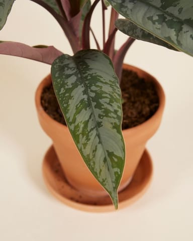Apoballis Acuminatissima