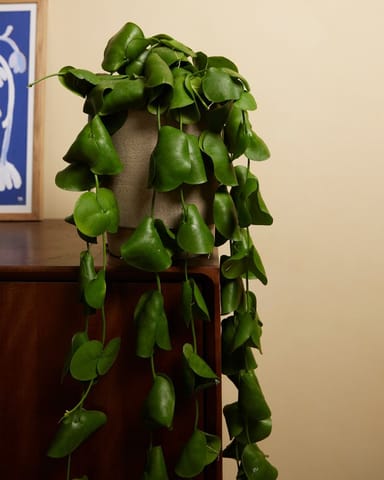Dischidia Platyphylla