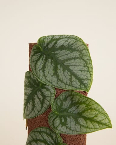 Monstera Dubia