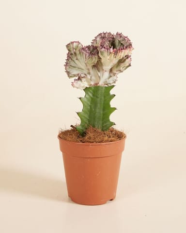 Euphorbia Lactea Cristata