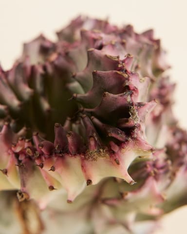 Euphorbia Lactea Cristata