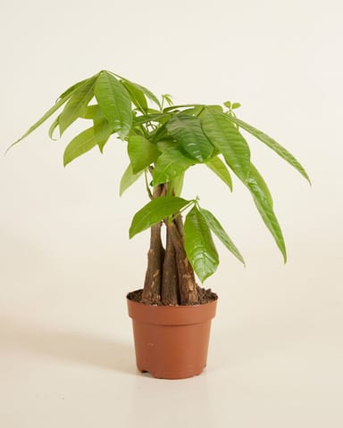 Pachira Money tree Aquatica