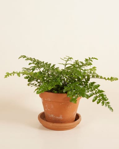 Asplenium Parvati