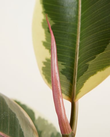 Ficus Rubber tree plant Tineke