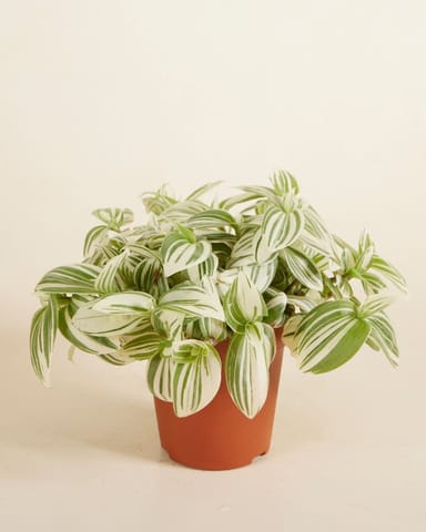 Tradescantia Fantasy Venice Brightness