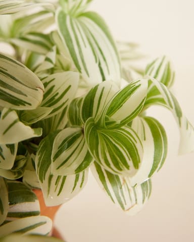 Tradescantia Fantasy Venice Brightness