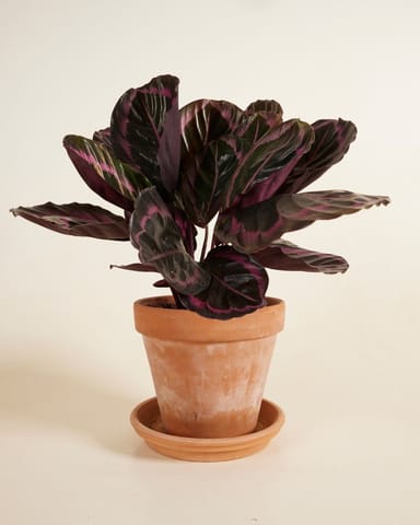 Calathea Prayer plant Roseopicta Surprisestar