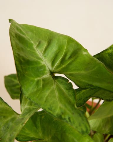 Syngonium Arrowhead plant Arrow