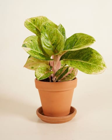 Aglaonema Chinese Evergreen Apple Fantasy 