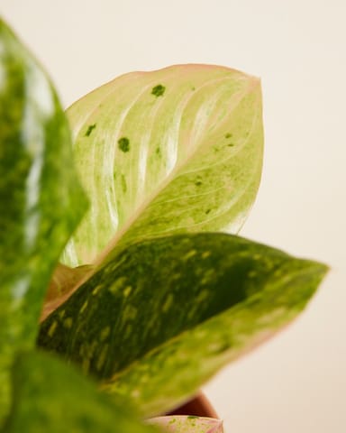Aglaonema Chinese Evergreen Apple Fantasy 