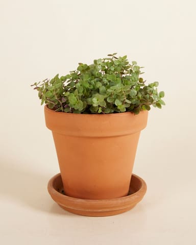 Callisia Repens