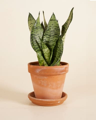 Sansevieria Langue de belle-mère Trifasciata Black Coral