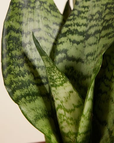 Sansevieria Langue de belle-mère Trifasciata Black Coral